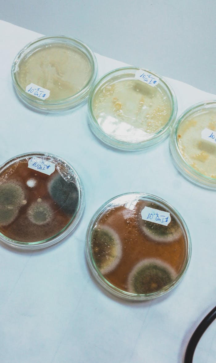 Close-up of Petri dishes with mold cultures in a laboratory, showcasing biological research.