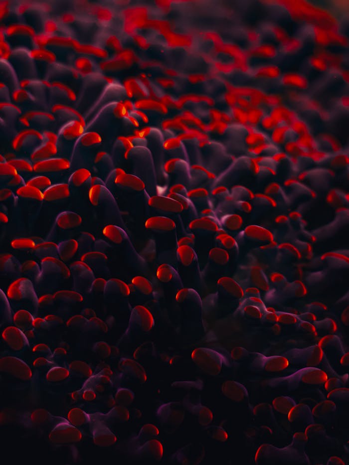 A close-up abstract image of colorful coral with red and dark tones, creating a vivid visual effect.