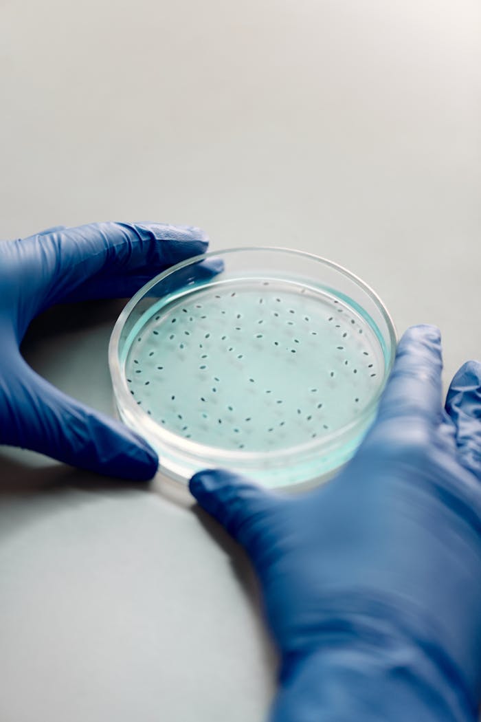Hands in blue gloves holding a petri dish with bacterial colonies in a lab setting.