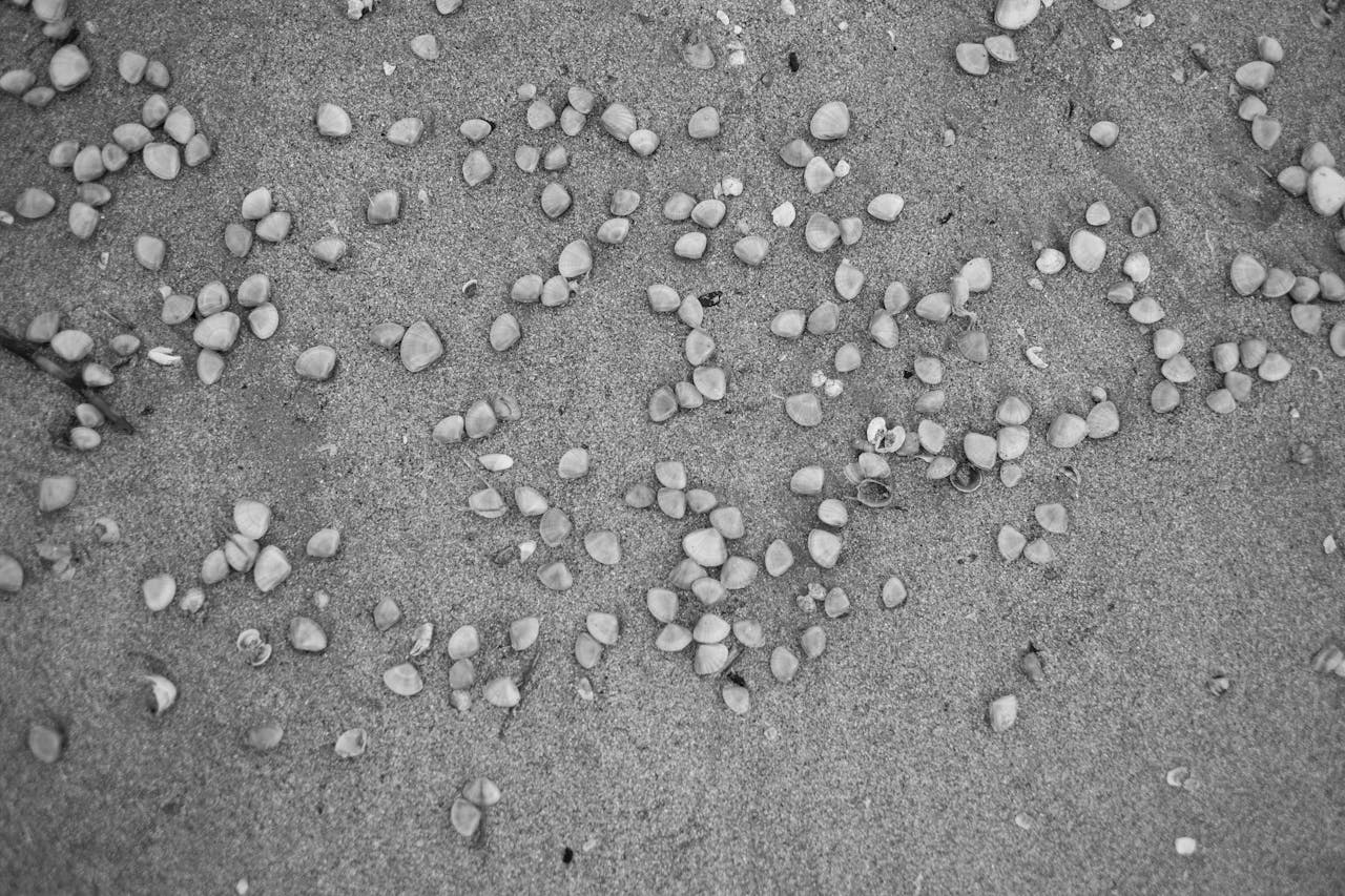 gallery-03 Black and white image of small shells scattered across sandy beach surface, showcasing natural patterns.