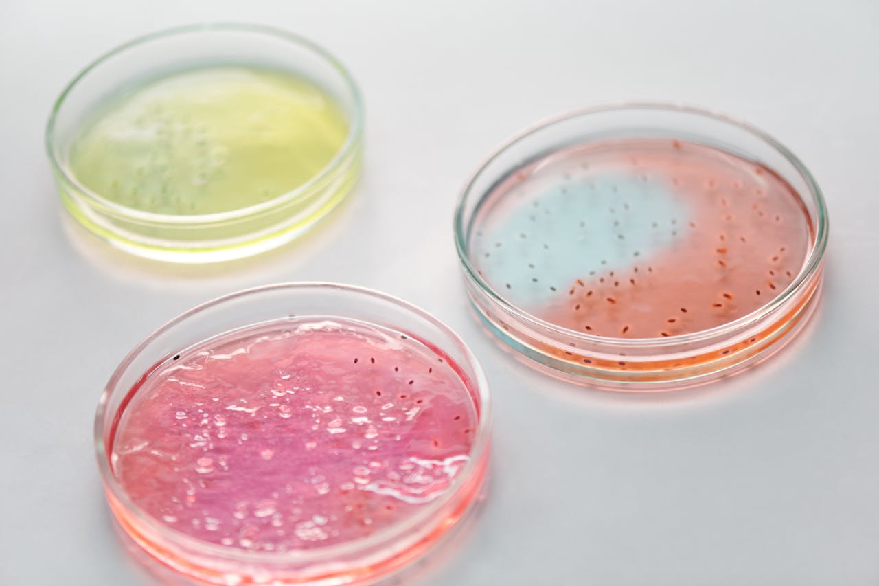 Close-up of colorful petri dishes with microbes for scientific research.