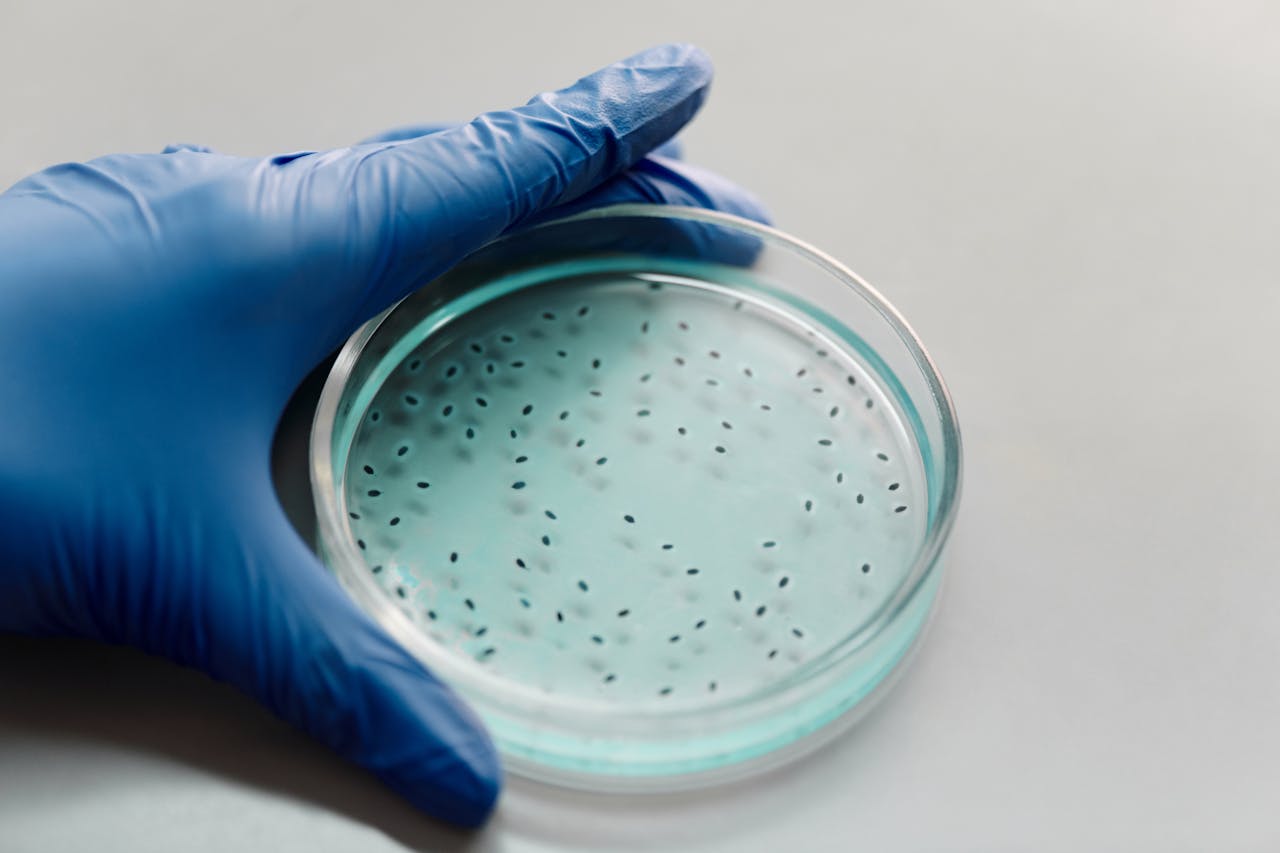 Gloved hand holding a petri dish containing bacterial colonies for scientific research.