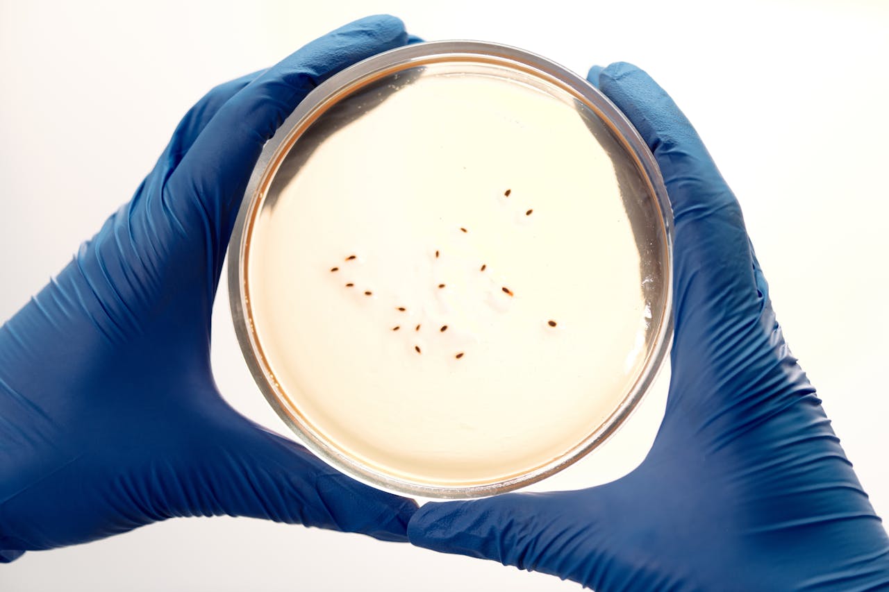Blue-gloved hands hold a petri dish with bacterial colonies, showcasing a microbiology lab setting.